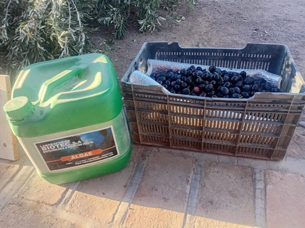 WhatsApp Image 2025-08-03 at 22.37.58 (1)